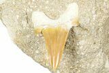 Otodus Shark Tooth Fossil in Rock - Morocco #376157-1